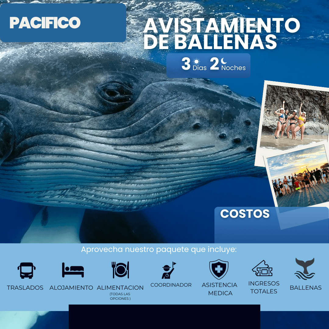 AVISTAMENTO DE BALLENAS